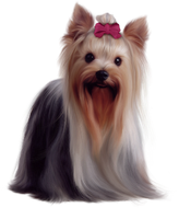 a yorkie dog